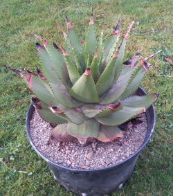 Aloe broomii im neuen Topf